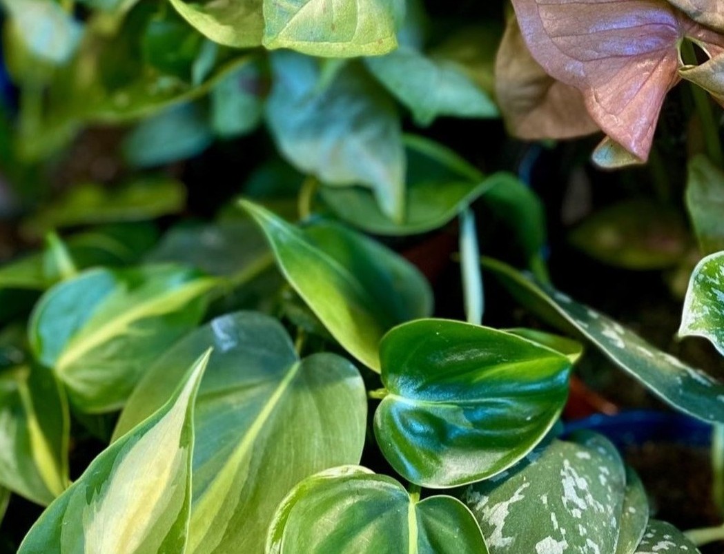 Gondosan válogatott, egészséges szobanövények a Green Haventől