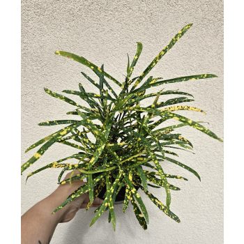 Codiaeum variegatum Gold Star - Kroton 12 cm