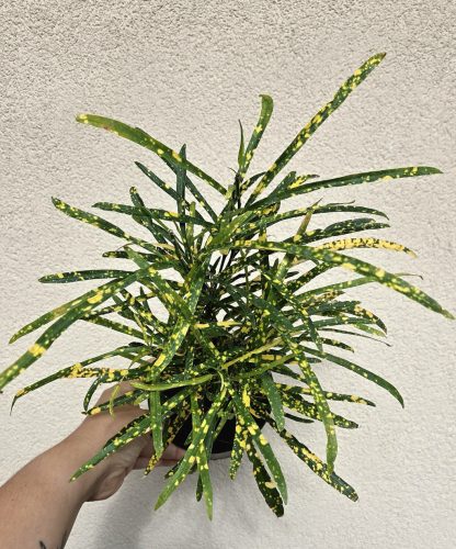 Codiaeum variegatum Gold Star - Kroton 12 cm