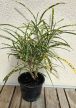 Codiaeum variegatum Gold Star - Kroton 12 cm