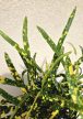 Codiaeum variegatum Gold Star - Kroton 12 cm