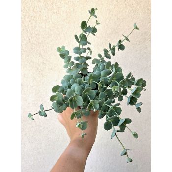 Sedum Sieboldii