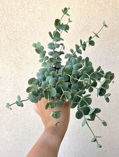 Sedum Sieboldii