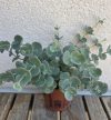 Sedum Sieboldii