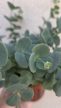 Sedum Sieboldii