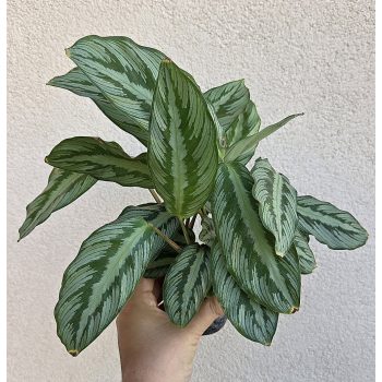 Ments meg! - Calathea Silver Star 8 cm