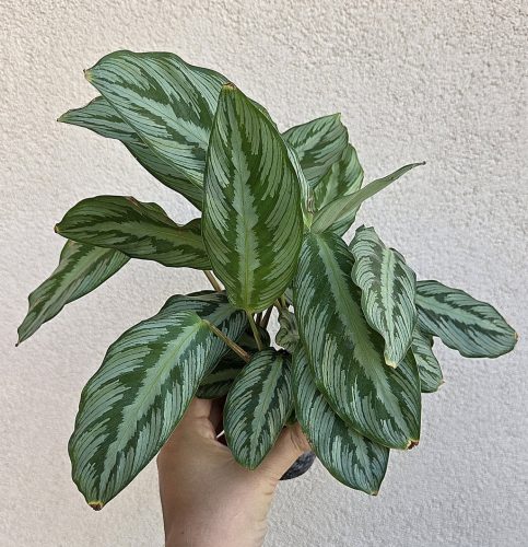 Ments meg! - Calathea Silver Star 8 cm