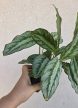 Ments meg! - Calathea Silver Star 8 cm
