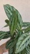 Ments meg! - Calathea Silver Star 8 cm