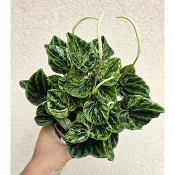 Peperomia caperata 