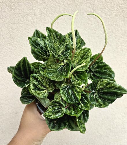 Peperomia caperata 