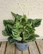 Peperomia caperata 