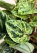 Peperomia caperata 