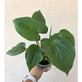 Homalomena rubescens 12 cm