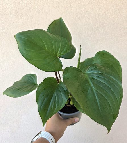 Homalomena rubescens 12 cm