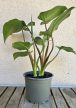 Homalomena rubescens 12 cm