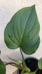Homalomena rubescens 12 cm