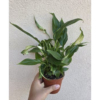 Spathiphyllum Chopin 9 cm