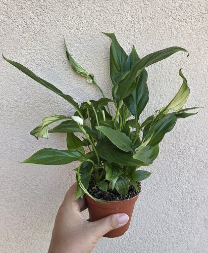 Spathiphyllum Chopin 9 cm