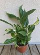 Spathiphyllum Chopin 9 cm