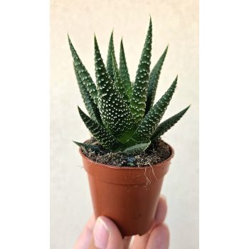 Haworthia - Szemölcsliliom 5.5 cm