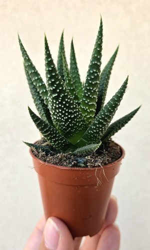 Haworthia - Szemölcsliliom 5.5 cm