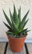 Haworthia - Szemölcsliliom 5.5 cm