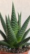 Haworthia - Szemölcsliliom 5.5 cm
