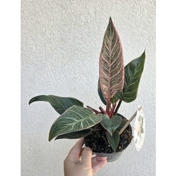 Philodendron Pink Birkin - 12 cm