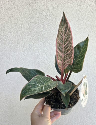 Philodendron Pink Birkin - 12 cm