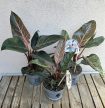 Philodendron Pink Birkin - 12 cm