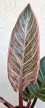 Philodendron Pink Birkin - 12 cm
