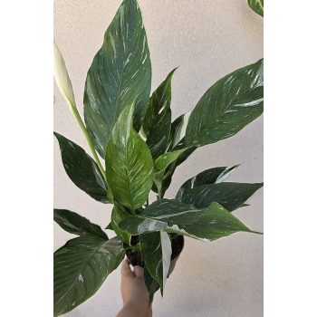 Spathiphyllum 'Diamond' 14 cm