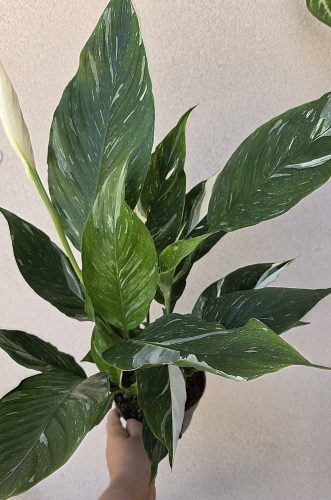 Spathiphyllum 'Diamond' 14 cm