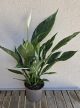 Spathiphyllum 'Diamond' 14 cm
