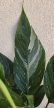 Spathiphyllum 'Diamond' 14 cm