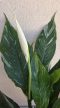 Spathiphyllum 'Diamond' 14 cm