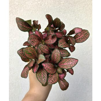 Fittonia Red Star - Hálóslevél 8.5 cm