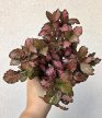 Fittonia Red Star - Hálóslevél 8.5 cm