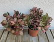 Fittonia Red Star - Hálóslevél 8.5 cm
