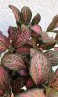Fittonia Red Star - Hálóslevél 8.5 cm