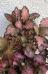 Fittonia Red Star - Hálóslevél 8.5 cm