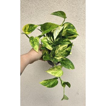 Epipremnum Hicolor 12 cm
