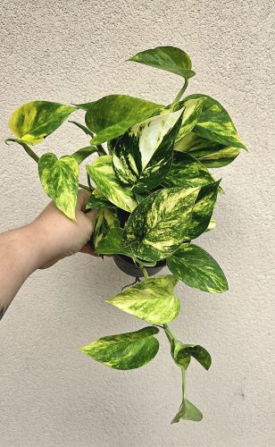 Epipremnum Hicolor 12 cm