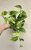 Epipremnum Hicolor 12 cm