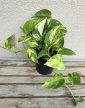 Epipremnum Hicolor 12 cm