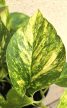 Epipremnum Hicolor 12 cm