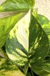 Epipremnum Hicolor 12 cm