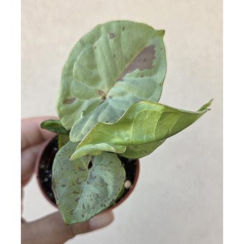Syngonium Milk Confetti - Nyíllevél 6 cm