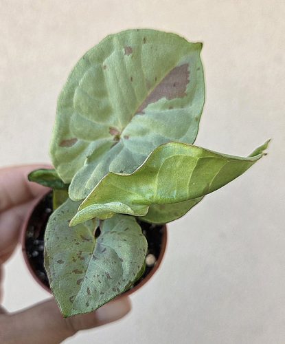 Syngonium Milk Confetti - Nyíllevél 6 cm